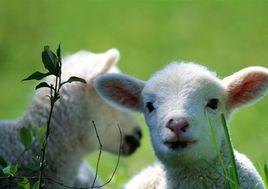 動物遺傳育種與繁殖學 動物遺傳育種與繁殖學