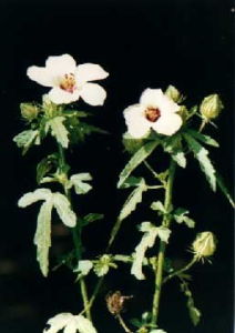 野西瓜苗子 野西瓜苗子