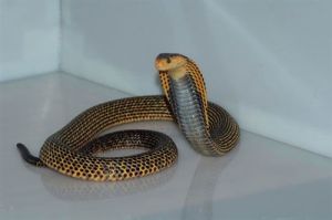 薩馬眼鏡蛇 薩馬眼鏡蛇