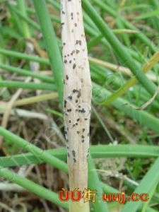 分蔥疫病 分蔥疫病