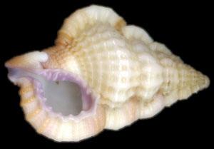 紫口翼法螺 紫口翼法螺