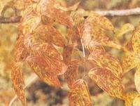 藥用植物山茱萸角斑病 藥用植物山茱萸角斑病