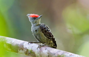 灰黃啄木鳥 灰黃啄木鳥