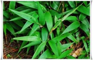 中華淡竹葉 中華淡竹葉