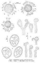 七葉樹叉鉤絲殼 七葉樹叉鉤絲殼