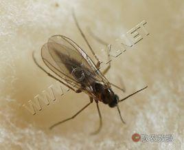 韭菜遲眼蕈蚊 韭菜遲眼蕈蚊