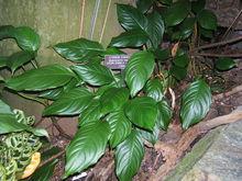 廣東萬年青[植物]