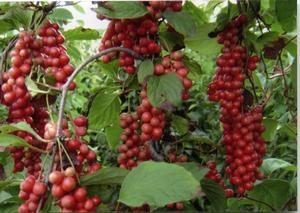 岫巖遼五味子 岫巖遼五味子