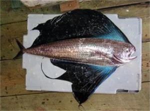 帆背腔吻鱈 帆背腔吻鱈