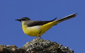 灰鶺鴒亞速爾亞種 灰鶺鴒亞速爾亞種