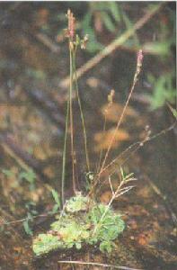 釘地金錢 釘地金錢