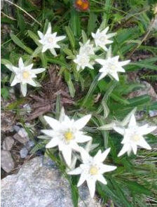 密生雅谷火絨草