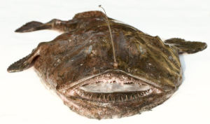 Anglerfish