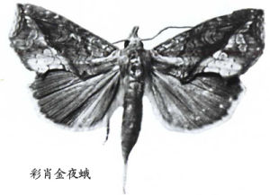 彩肖金夜蛾 彩肖金夜蛾