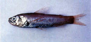 大鱗新燈魚 大鱗新燈魚