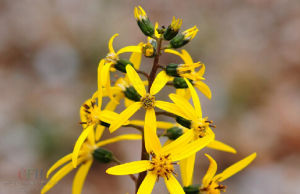 網脈橐吾 網脈橐吾