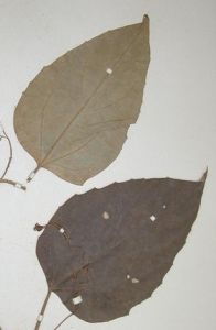 截葉栝樓 截葉栝樓