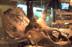 海氏三角龍 海氏三角龍