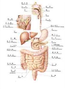 （圖）人體部位解剖圖