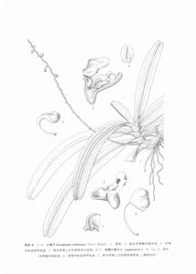 短帽大喙蘭 短帽大喙蘭