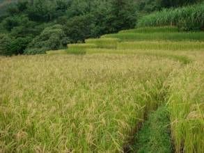 小拉巴坡頭組村 小拉巴坡頭組村