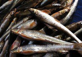 沙胡鱸子 沙胡鱸子