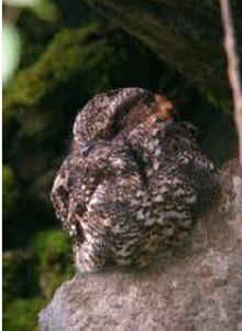 大燕尾夜鷹 大燕尾夜鷹