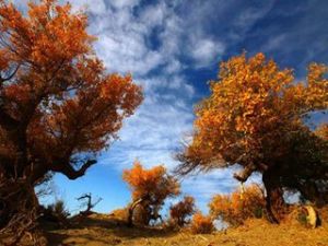 伊吾胡楊林 伊吾胡楊林