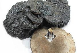 香血靈芝 香血靈芝