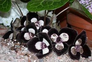 大花細辛 大花細辛