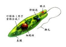 綠眼蟲模式圖