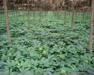 RADIX NOTOGINSENG RADIX NOTOGINSENG