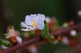 借景抒情 借景抒情
