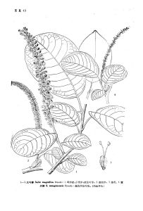 大葉柳（原變種）