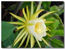 劍花[仙人掌目仙人掌科植物]