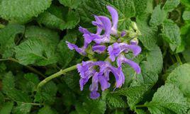 丹參[唇形科鼠尾草屬植物]