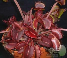 紅龍捕蠅草 紅龍捕蠅草