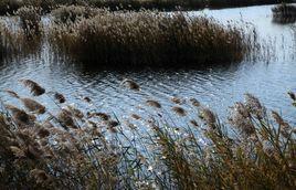 湯河濕地公園 湯河濕地公園