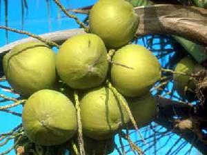 （圖）椰子致死黃化類菌原體