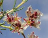 植物殘遺種 植物殘遺種