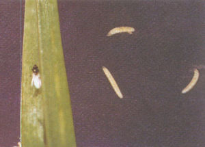 瑞典稈蠅 瑞典稈蠅