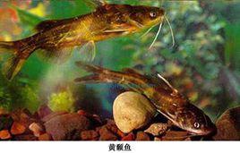 黃顙魚屬 黃顙魚屬