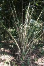 緬甸省藤 緬甸省藤