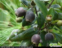 大新鎮[廣西平南縣大新鎮]