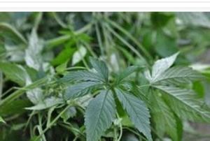 毛葉銹毛五葉參 毛葉銹毛五葉參