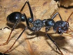 蜜蟻