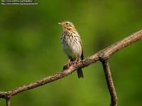 斯溫氏夜鶇 斯溫氏夜鶇