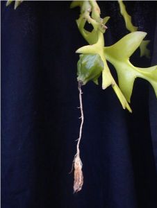 曇花（Epiphyllum oxypetalum）