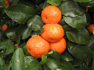 圖3 鬱南無核沙糖桔果實