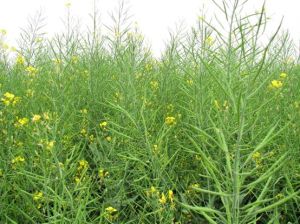 中雙七號 中雙七號